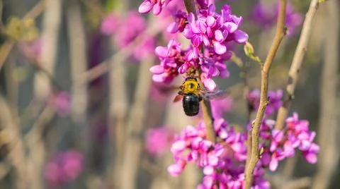Bee on bauhinia Stock Photos