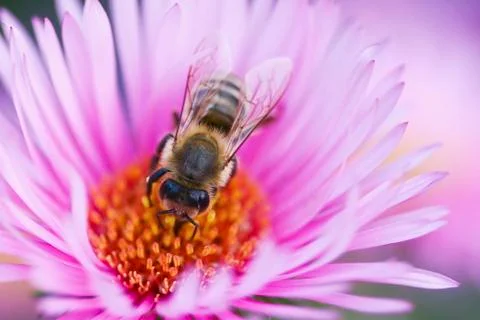 Bee on a beautiful flower Stock Photos