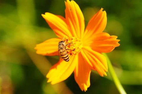 Bee on beautiful flower Stock Photos