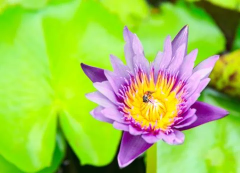 Bee in beautiful lotus Stock Photos