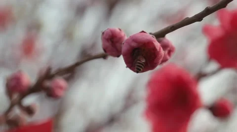 Bee into beautiful pink peach tree flower in China Video stock 59158111