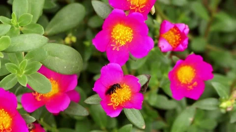 Bee in a beautiful rose flower Stock Footage 295160919