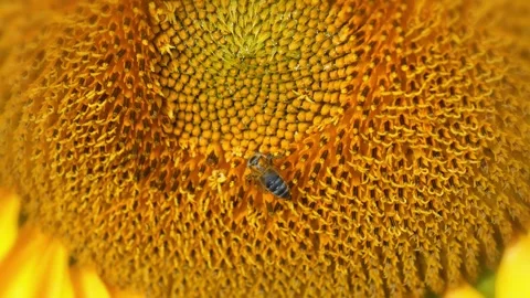 Bee on beautiful sunflower, close-up zoom-out video with blur Stock Footage 254489953