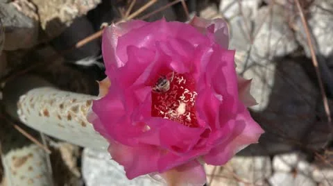 Bee in Beavertail cactus flower Stock Footage 10955688