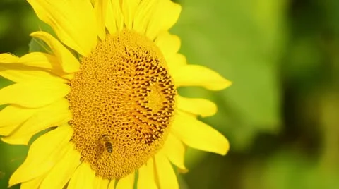 Bee in bee collects nectar Stock Footage 11419414