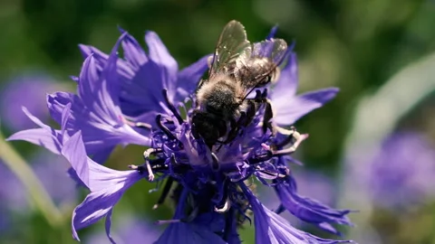 Bee. A bee pollinates a flower. Stock Footage 134355253