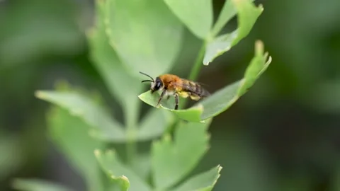 Bee. Bee washes on a green leaf, close up Stock Footage 134111524