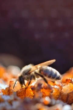 Bee in a beehive on honeycomb Stock Photos