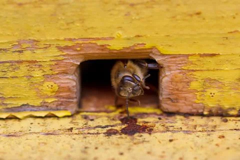 Bee in beehive Foto stock