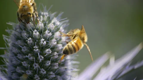 Bee, bees, honey bee, honeybee, flowers, 4K Stock Footage