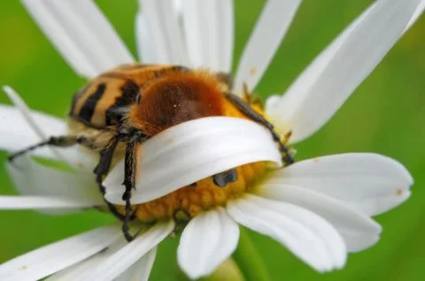 Bee beetle Stock-Fotos