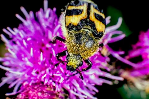 Bee beetle Foto stock