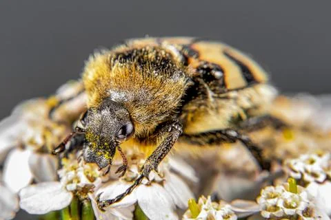 Bee Beetle Stock Photos