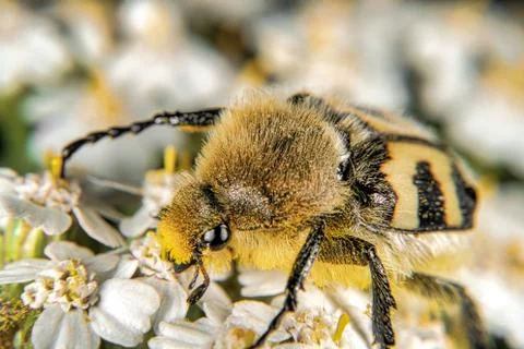 Bee Beetle Foto stock