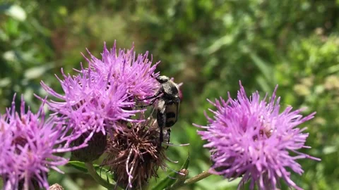 Bee beetle on a purple flower Stock Footage 135213958