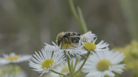 Bee beetle (Trichius gallicus) closeup Stock Footage 148658390