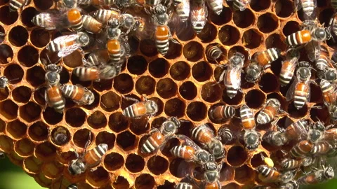 Bee on behive 스톡 동영상 297554407