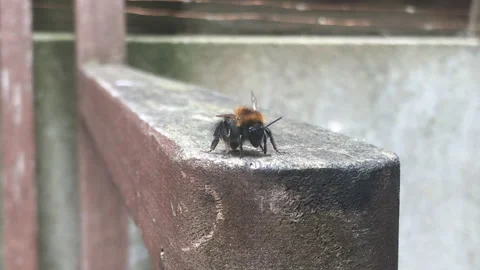 Bee on a bench arm close up Stock Footage 161924496