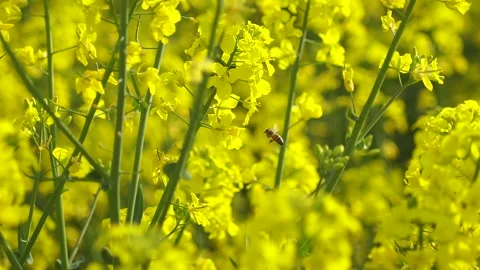 Bee between flowers Stock Footage 194733279