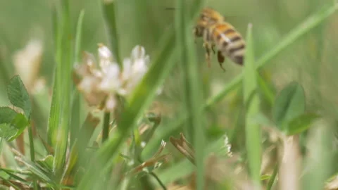 Bee between grass in slow motion Stock Footage