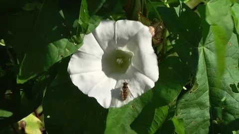 Bee. the bindweed. white flower Video stock 85093679