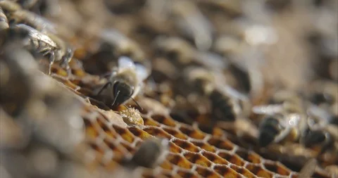 Bee birth Stock Footage 107212292
