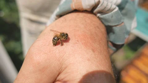 The bee bit the beekeeper, correctly removes the sting. Bee Sting - a weapon of Stock Footage 93030562
