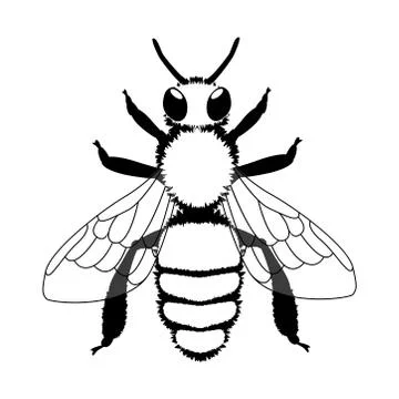 Bee. Black and white vector illustration. Isolated on white. Isolated on whit Stock Illustration