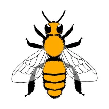 Bee. Black and yellow vector illustration. Isolated on white. Isolated on whi Stock Illustration