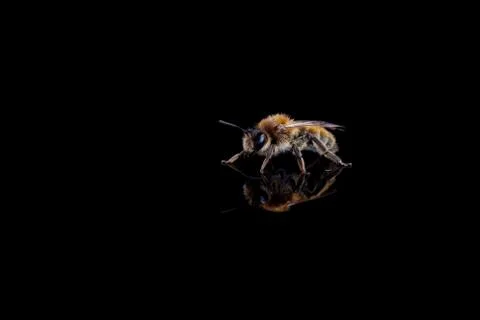 Bee on a black background Stock Photos