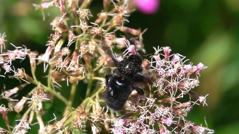 Bee Black hornet bee Stock Footage 72215361