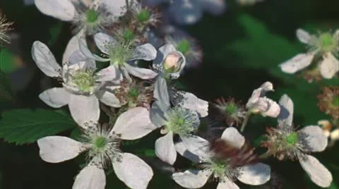 Bee on blackberry blossoms Stock Footage 20782489