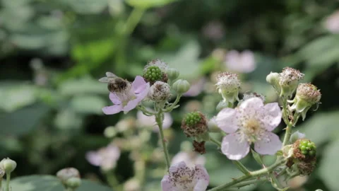 Bee in blackberry blossoms Stock Footage 157059708