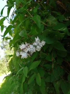 BEE  on  bloom Stock Photos
