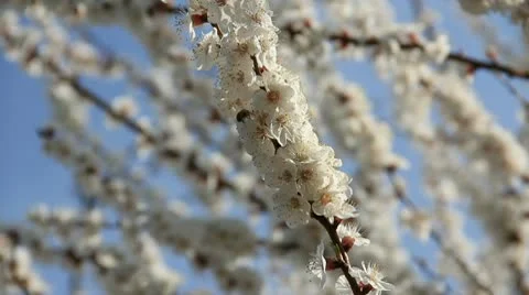 Bee on the bloom sakura flowers Stock Footage 10752536