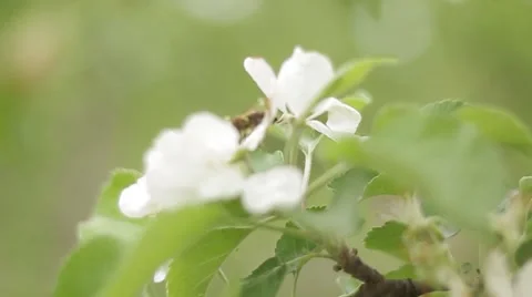 The bee is on the blooming apple branch Stock Footage 48827388