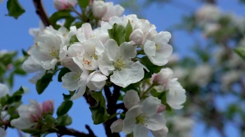 Bee on a blooming apple tree. Blooming apple tree against the background of a Stock Footage 143640875