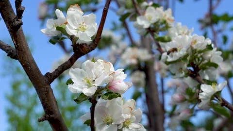 Bee on a blooming apple tree. Blooming apple tree against the background of a Stock Footage 150101022
