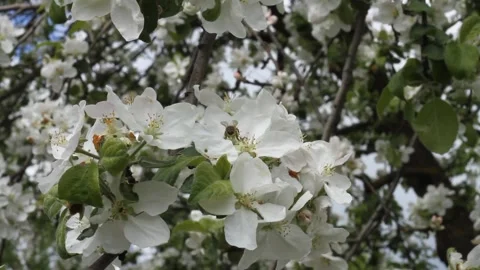 Bee on a blooming apple tree flower Stock Footage 301808256
