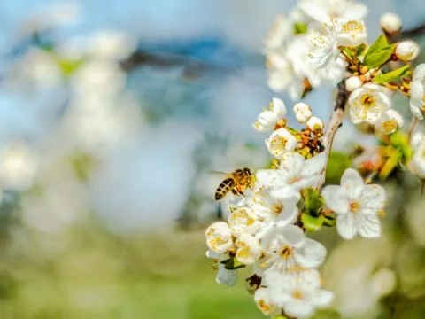  Bee on a blooming cherry Stock Photos