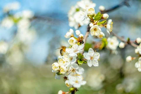  Bee on a blooming cherry Foto stock