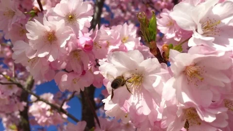 Bee on a blooming cherry tree Stock Footage 83584304