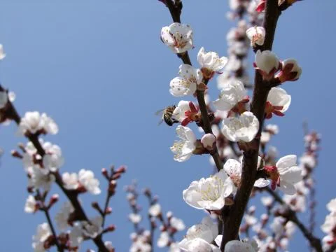 Bee on a blooming cherry tree Stock Photos