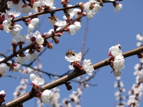Bee on a blooming cherry tree Foto stock
