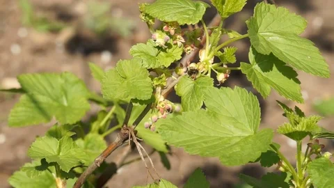 Bee on blooming currant. Stock Footage 101725932
