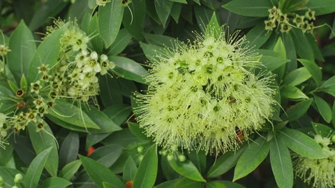 Bee on Blooming Flower Cluster with Green Leaves in a Close-Up Nature Scene Stock Footage 320409423