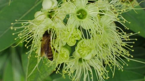 Bee on Blooming Flower Cluster with Green Leaves in a Close-Up Nature Scene Stock Footage 320409466