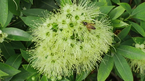 Bee on Blooming Flower Cluster with Green Leaves in a Close-Up Nature Scene Stock Footage 320409484
