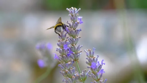 Bee on blooming lavender with delicate purple flowers and blurred background Stock-Footage 332162801