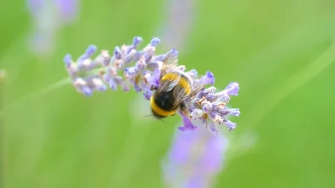 Bee on blooming lavender with delicate purple flowers and blurred background Stock-Footage 332162825